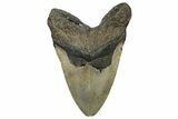 Fossil Megalodon Tooth - North Carolina #328324-2